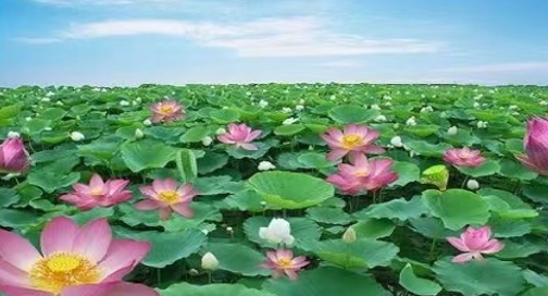 1705846426833336.png image.png